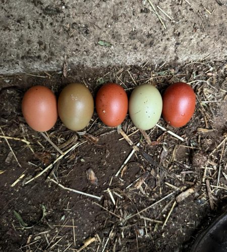 WhatsApp Image 2025-10-20 at 12.40.07(1)